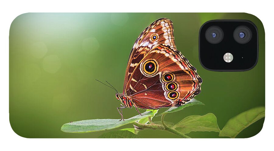 Butterfly iPhone 12 Case featuring the photograph Blue Morpho Butterfly by Tim Abeln