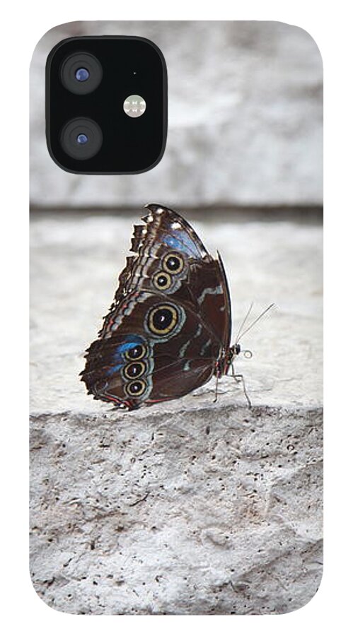 Butterfly iPhone 12 Case featuring the photograph Blue Velvet by Christine Chin-Fook