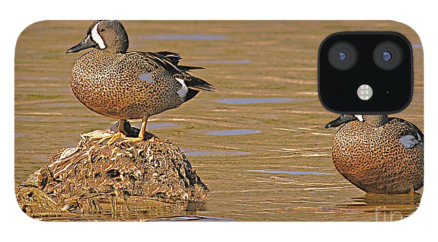 Nature iPhone 12 Case featuring the photograph Blue-winged Teals by Phil Jensen