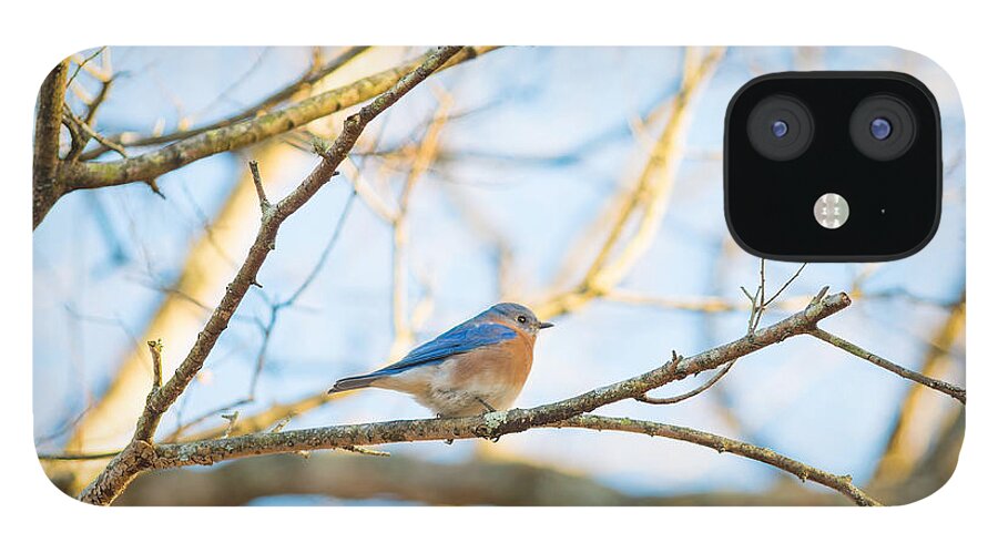 Bluebird In Tree iPhone 12 Case featuring the photograph Bluebird in Tree by Sharon Popek