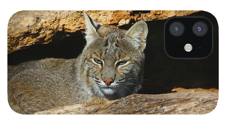 Bobcat iPhone 12 Case featuring the photograph Bobcat Hiding in a Log by Barbara Bowen
