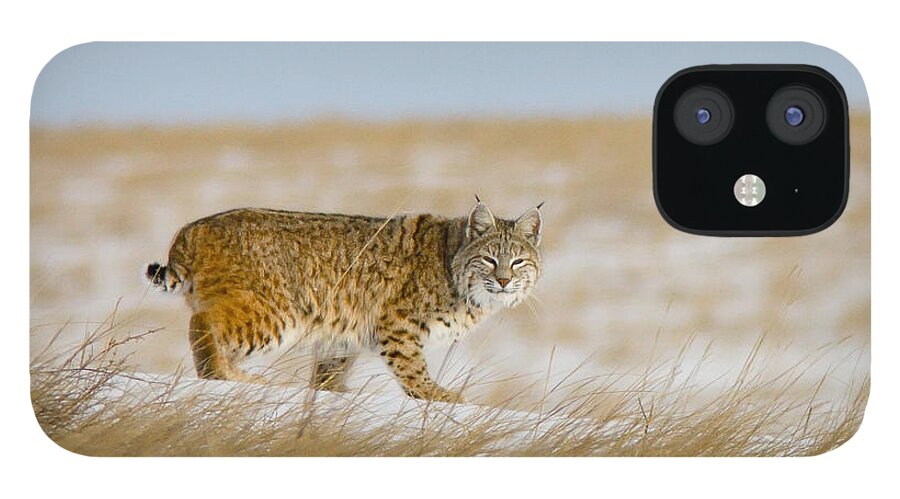 Animals iPhone 12 Case featuring the photograph Bobcat in Sunlight by Rikk Flohr