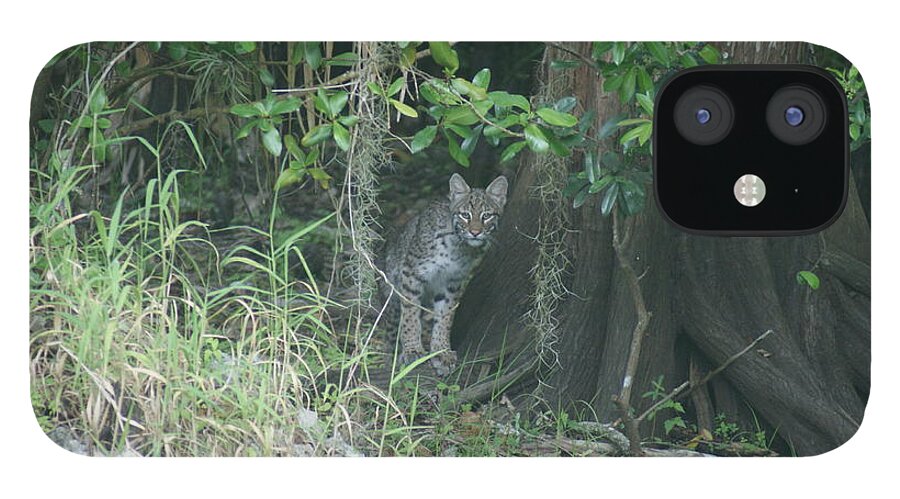 Bobcat iPhone 12 Case featuring the photograph Bobcat in the Everglades by Lindsey Floyd