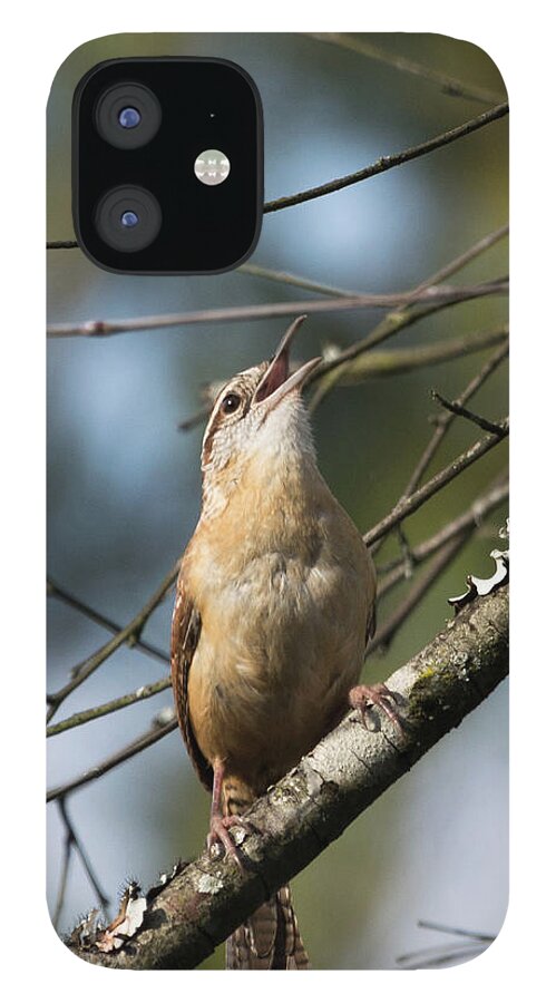 Bird iPhone 12 Case featuring the photograph Bobolink Singing by John Benedict