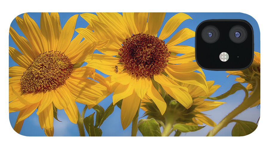Asteraceae iPhone 12 Case featuring the photograph Bouquet of Sunshine 0692 by Kristina Rinell