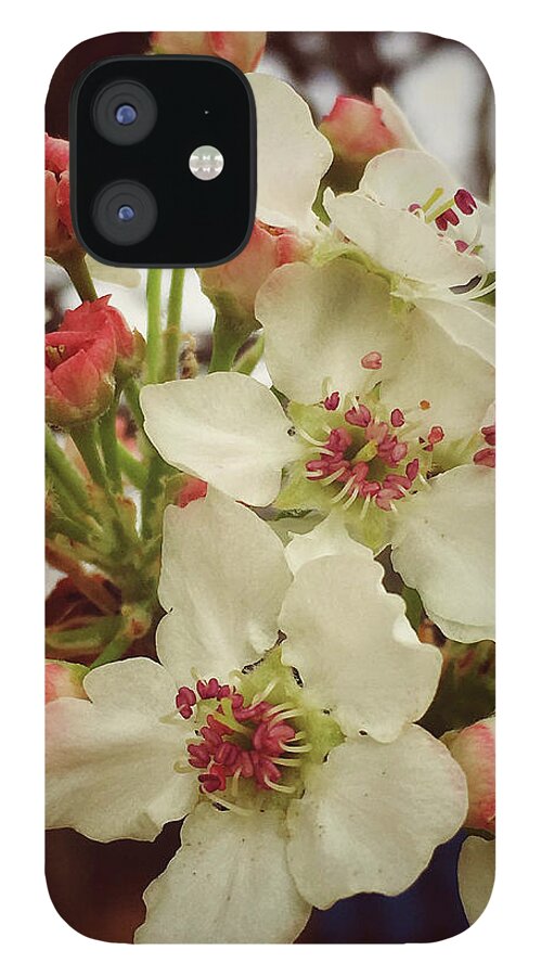 Flower iPhone 12 Case featuring the photograph Bradford Pearl Blossom by Doris Aguirre