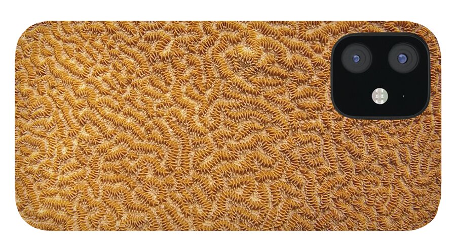 Texture iPhone 12 Case featuring the photograph Brain Coral 47 by Michael Fryd