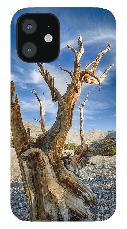 Bristlecone Pine Tree iPhone 12 Case featuring the photograph Bristlecone Pine by Jennifer Magallon