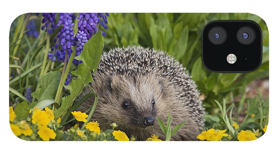Mp iPhone 12 Case featuring the photograph Brown-breasted Hedgehog Erinaceus by Konrad Wothe