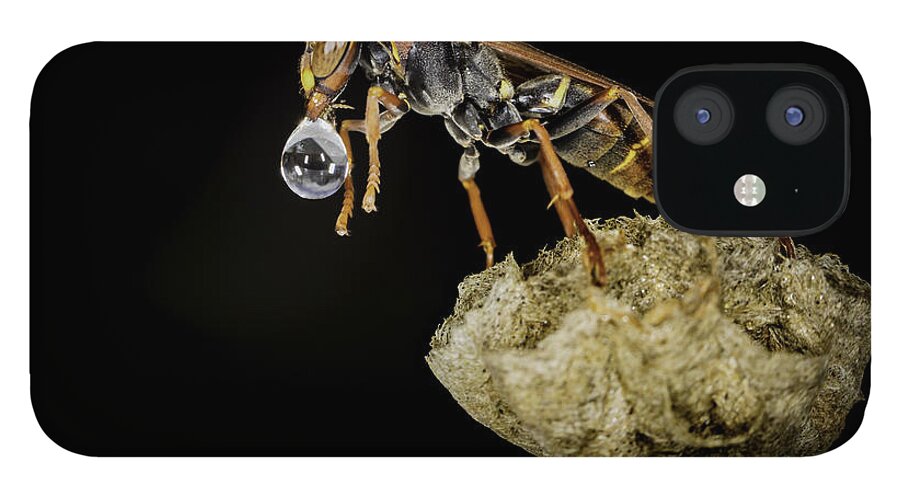 Macro iPhone 12 Case featuring the photograph Bubble Blowing Wasp by Chris Cousins