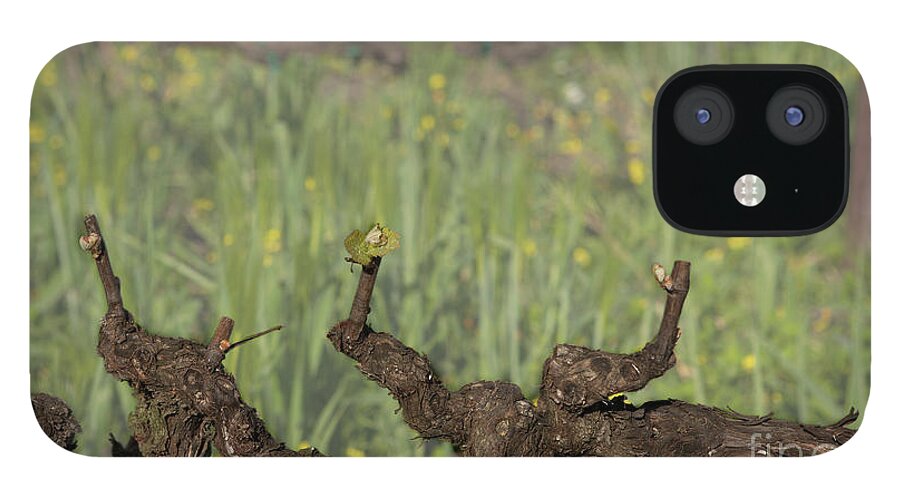 Wine iPhone 12 Case featuring the photograph Budbreak in Carneros by Carol Lynn Coronios