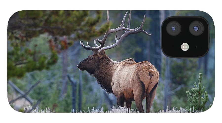 Mark Miller Photos iPhone 12 Case featuring the photograph Bull Elk in Forest by Mark Miller