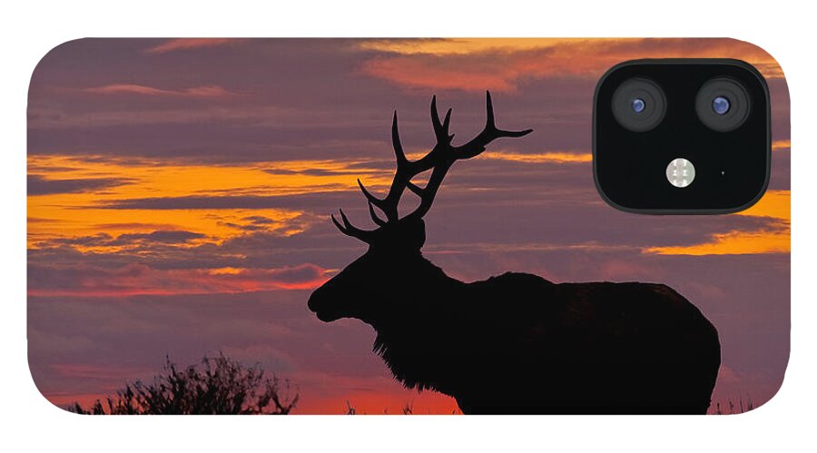 Animal iPhone 12 Case featuring the photograph Bull Tule Elk Silhouetted at Sunset by Jeff Goulden