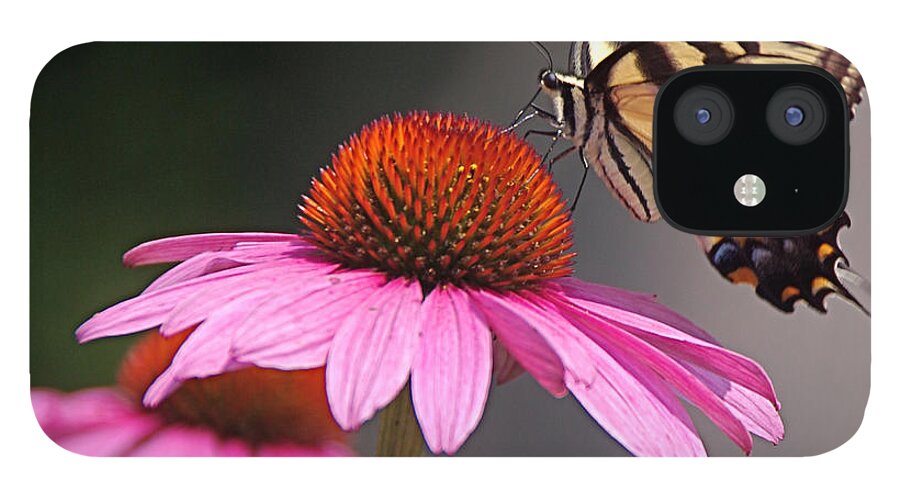 Tiger Swallowtail Butterfly iPhone 12 Case featuring the photograph Butterfly and Coneflower by Byron Varvarigos