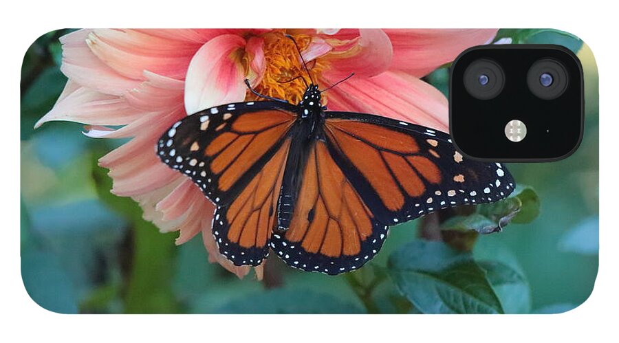 Butterfly iPhone 12 Case featuring the photograph Butterfly on Dahlia by John Moyer