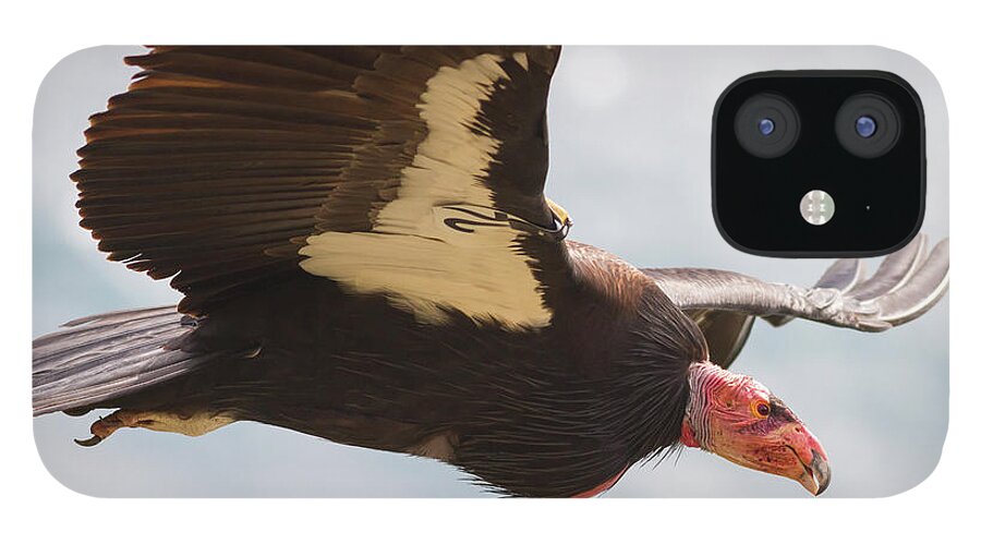 Condor iPhone 12 Case featuring the photograph California Condor at Big Sur by Mark Miller