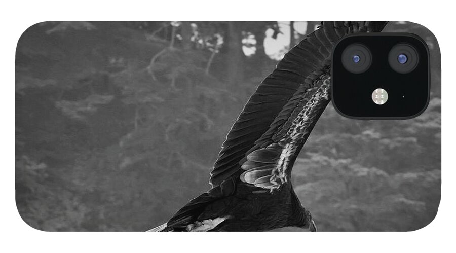 California iPhone 12 Case featuring the photograph California Condor in Flight II BW by David Gordon