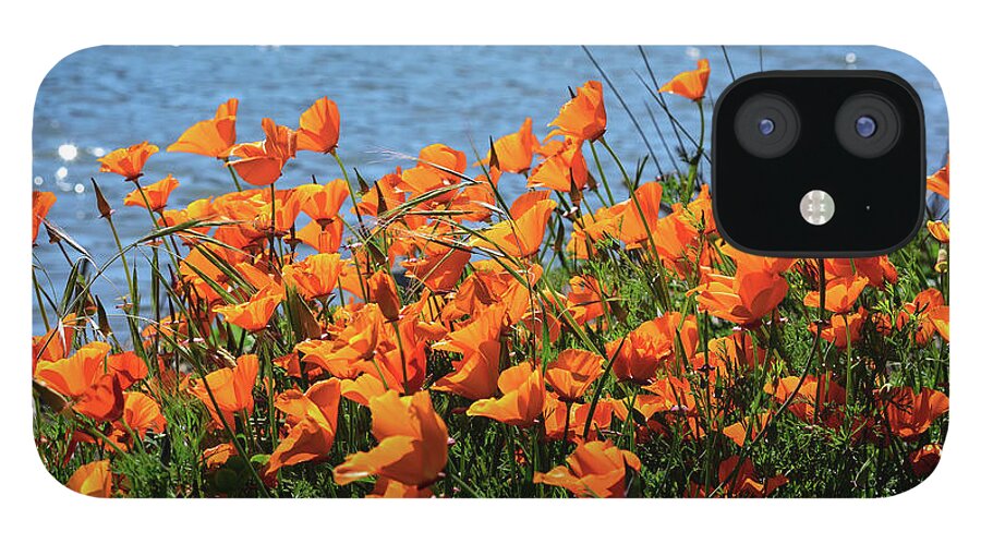 Wildflowers iPhone 12 Case featuring the photograph California Poppies by Richardson Bay by Brian Tada