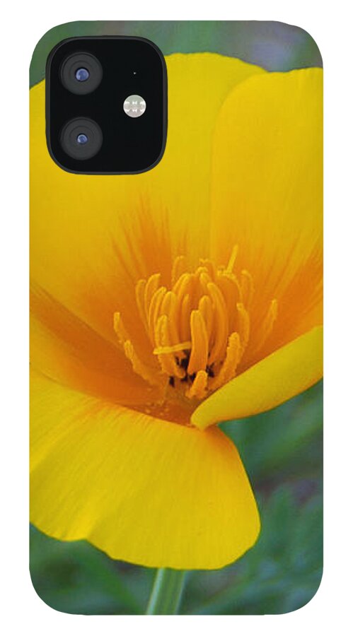 Poppy iPhone 12 Case featuring the photograph California Poppy by Kelly Holm