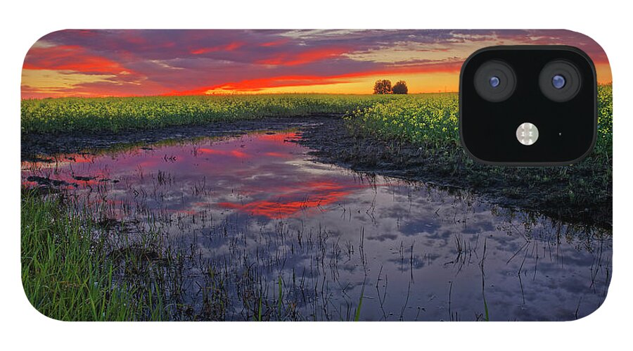 Canola iPhone 12 Case featuring the photograph Canola at Dawn by Dan Jurak