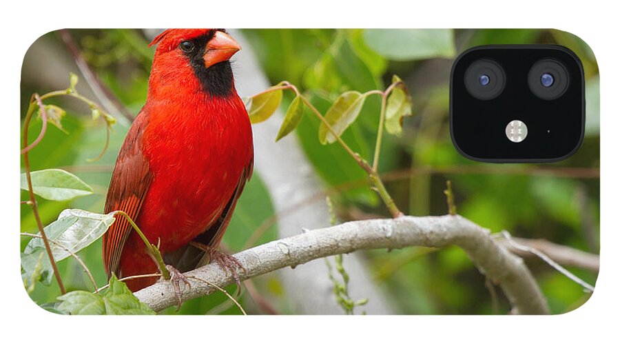Cardinal iPhone 12 Case featuring the photograph Cardinal 147 by Michael Fryd