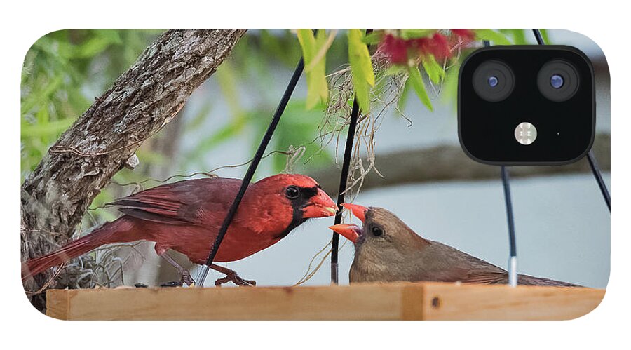 Birds iPhone 12 Case featuring the photograph Cardinal Feeding by Norman Peay