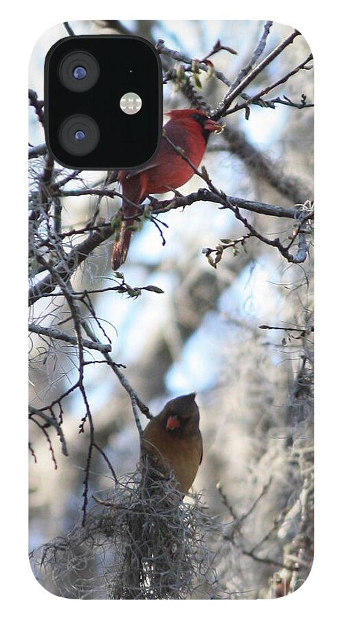 Wildlife iPhone 12 Case featuring the photograph Cardinals in Mossy Tree by Carol Groenen