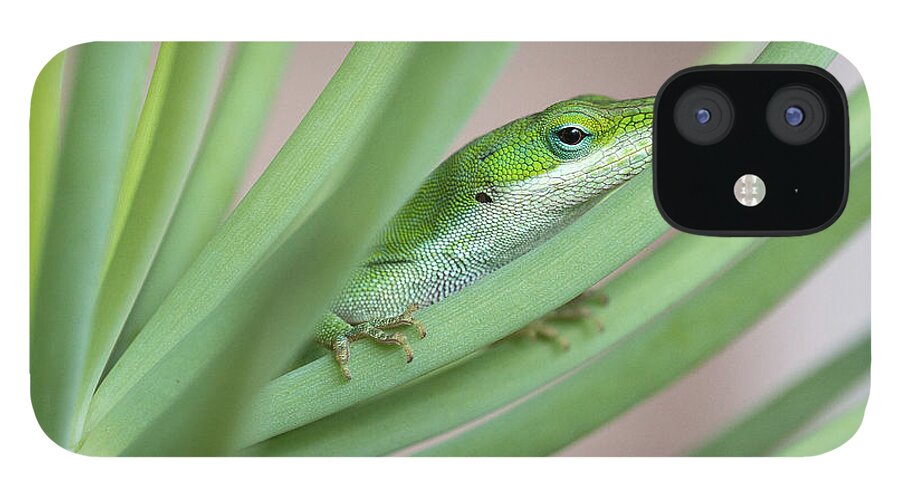 Anolis iPhone 12 Case featuring the photograph Carolina Anole by Patricia Schaefer
