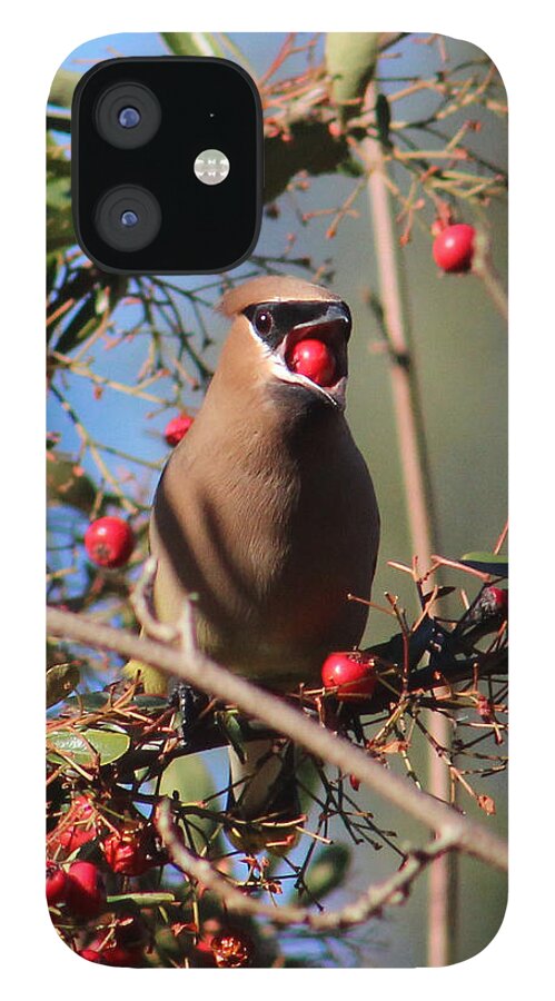 Cedar Waxwing iPhone 12 Case featuring the photograph Cedar Waxwing by Perry Hoffman