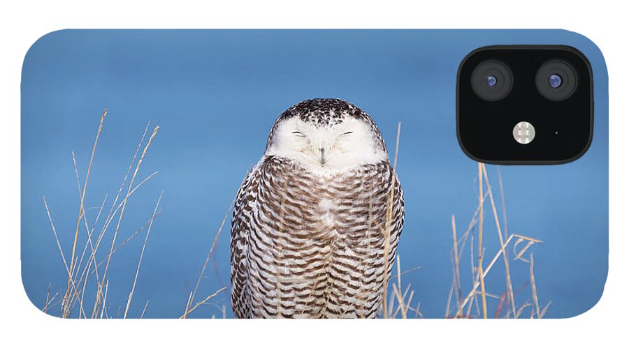 Snowy Owl Snowyowl Owls Bird Ornithology Outside Outdoors Nature Natural Wild Life Wildlife Atlantic Ocean Providence Ri Rhodeisland Rhode Island Newengland New England Brian Hale Brianhalephoto Centered Winter Snow iPhone 12 Case featuring the photograph Centered Snowy Owl by Brian Hale