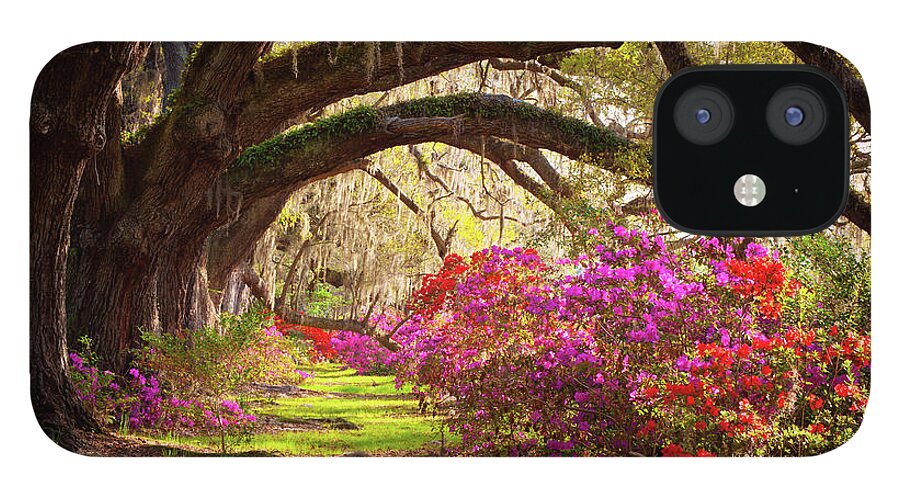 South iPhone 12 Case featuring the photograph Charleston SC Magnolia Plantation Gardens - Memory Lane by Dave Allen