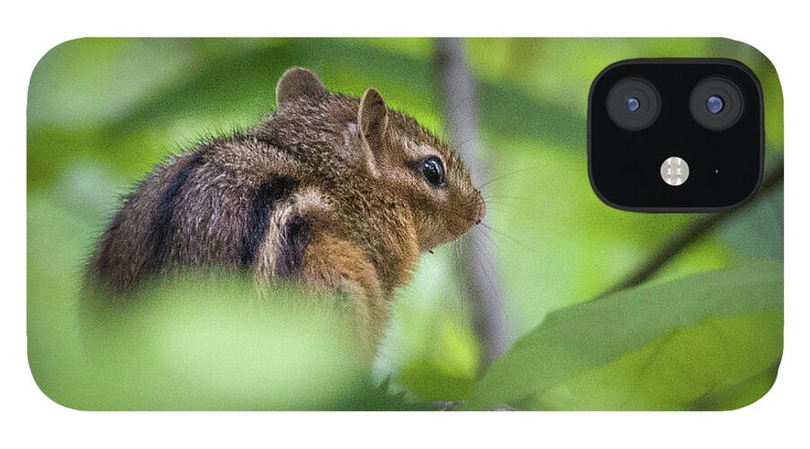 Dunbar Cave State Park iPhone 12 Case featuring the photograph Chipmunk by John Benedict