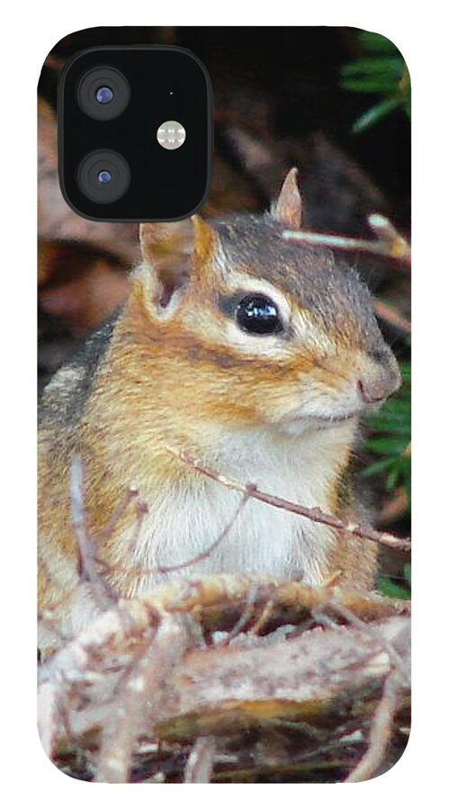 Chipmunk iPhone 12 Case featuring the photograph Chippy by Carl Moore