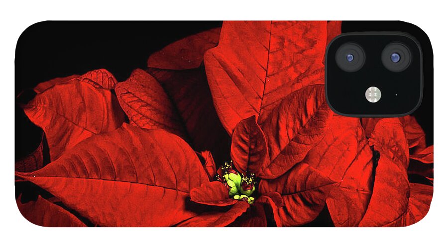 Pointsettia iPhone 12 Case featuring the photograph Christmas Fire by Christopher Holmes