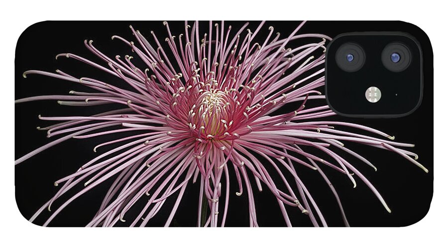 Flower iPhone 12 Case featuring the photograph Chrysanthemum 'Pink Splendor' by Ann Jacobson