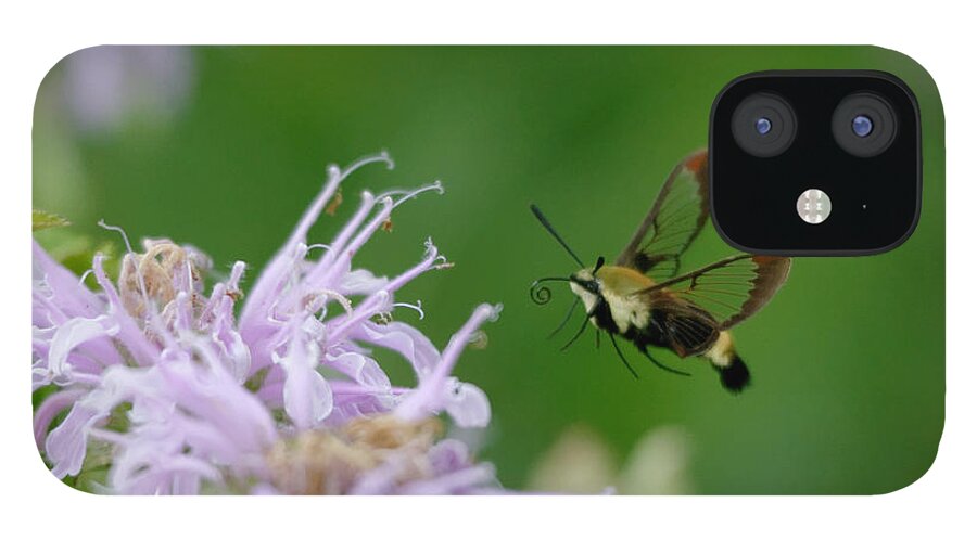 Moth iPhone 12 Case featuring the photograph Clearwing moth by Peter Ponzio