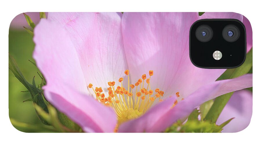 Flower iPhone 12 Case featuring the photograph Close-up of a Dog Rose by Tim Abeln