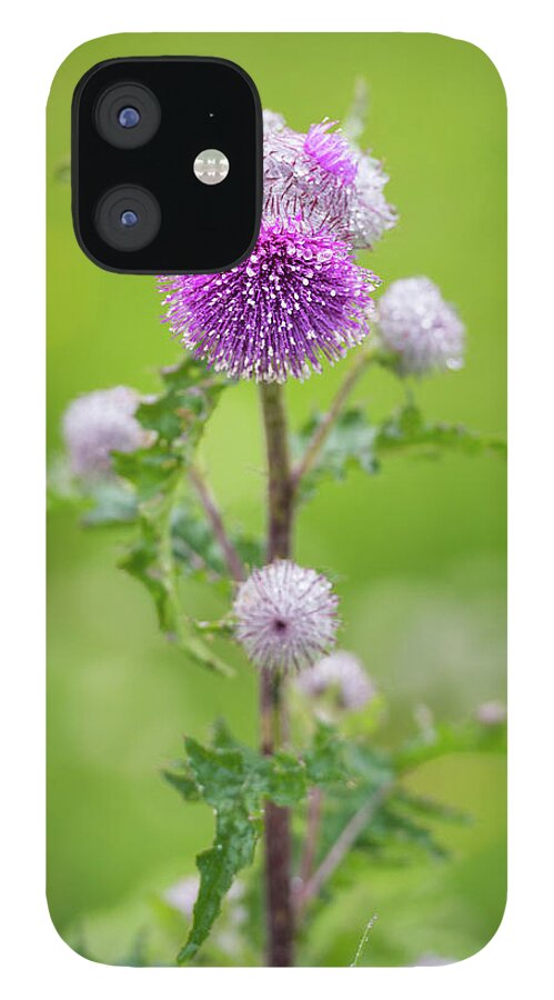 Flower. Cobweb Thistle iPhone 12 Case featuring the digital art Cobweb Thistle by Michael Lee