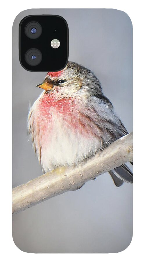 Bird iPhone 12 Case featuring the photograph Common Redpoll by Alan Lenk