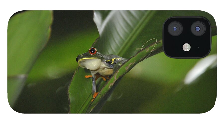 Costa Rica iPhone 12 Case featuring the photograph Costa Rica Red Eye Frog I by Jody Lovejoy