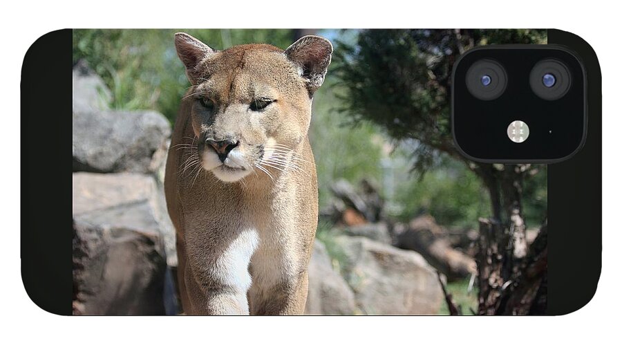 Nature iPhone 12 Case featuring the photograph Cougar by Sheila Brown