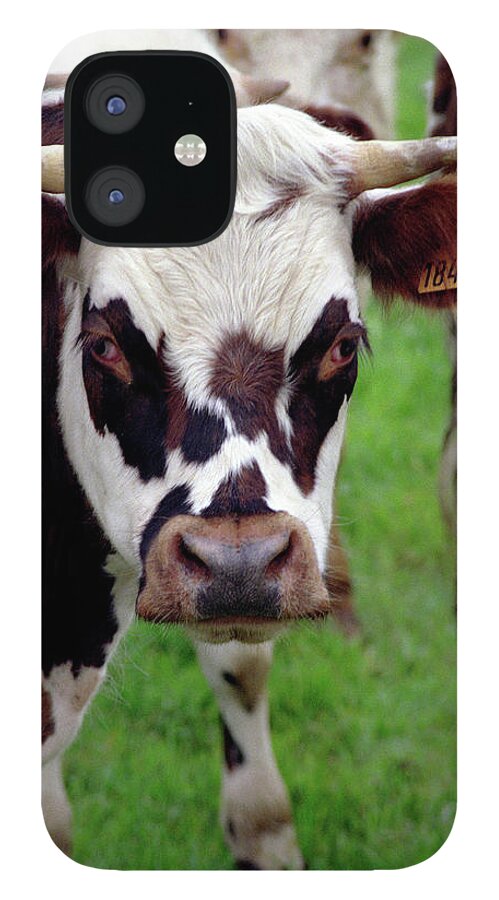 Cow iPhone 12 Case featuring the photograph Cow Closeup by Frank DiMarco