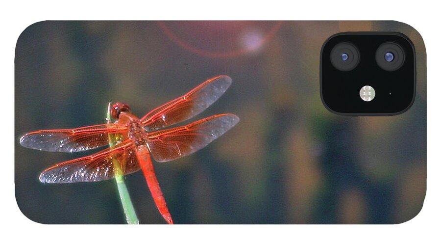 Dragonfly iPhone 12 Case featuring the photograph Crackerjack Dragonfly by Matalyn Gardner
