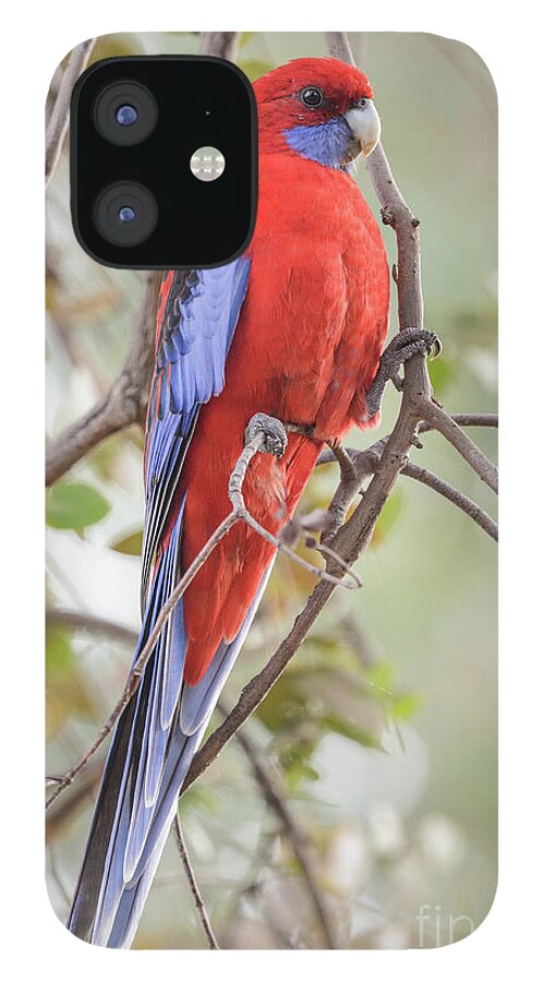 Bird iPhone 12 Case featuring the photograph Crimson Rosella 01 by Werner Padarin