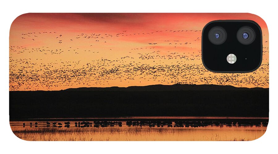 Bosque De Apache iPhone 12 Case featuring the photograph Crimson Sunset at Bosque by Marla Craven