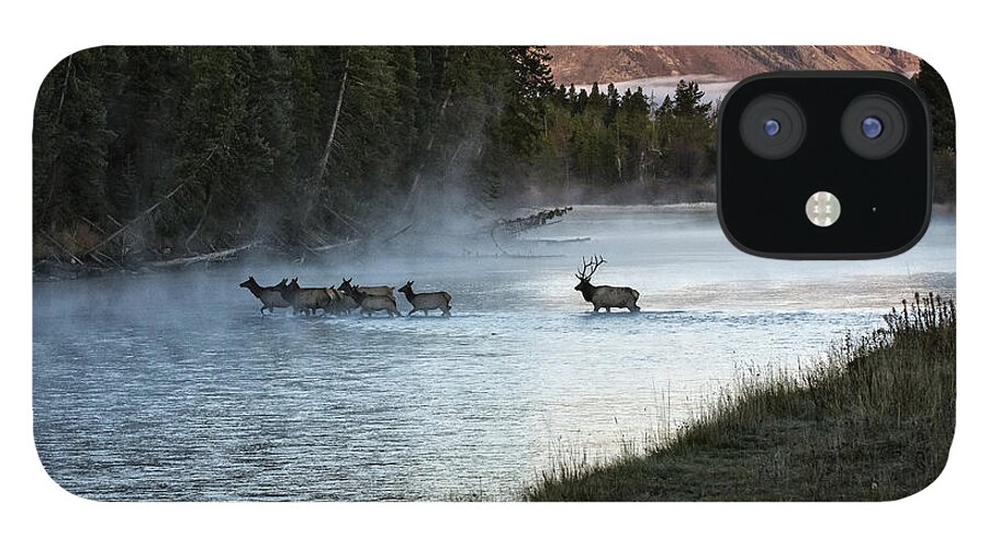 Elk iPhone 12 Case featuring the photograph Crossing the River by Scott Read
