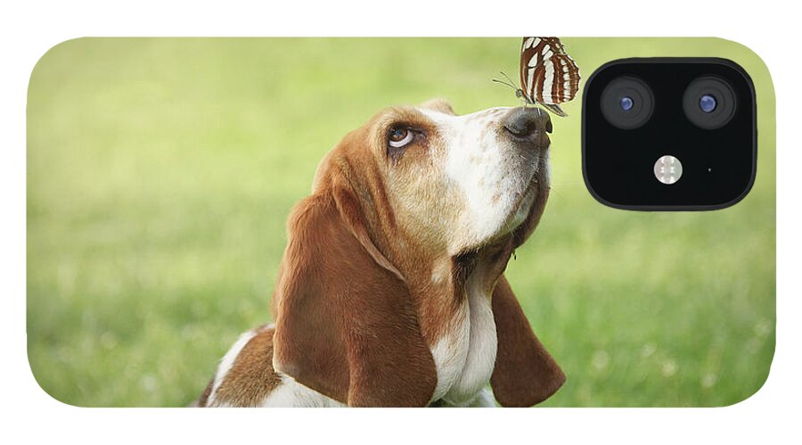 Dog iPhone 12 Case featuring the photograph Cute dog with butterfly on his nose by Jelena Jovanovic