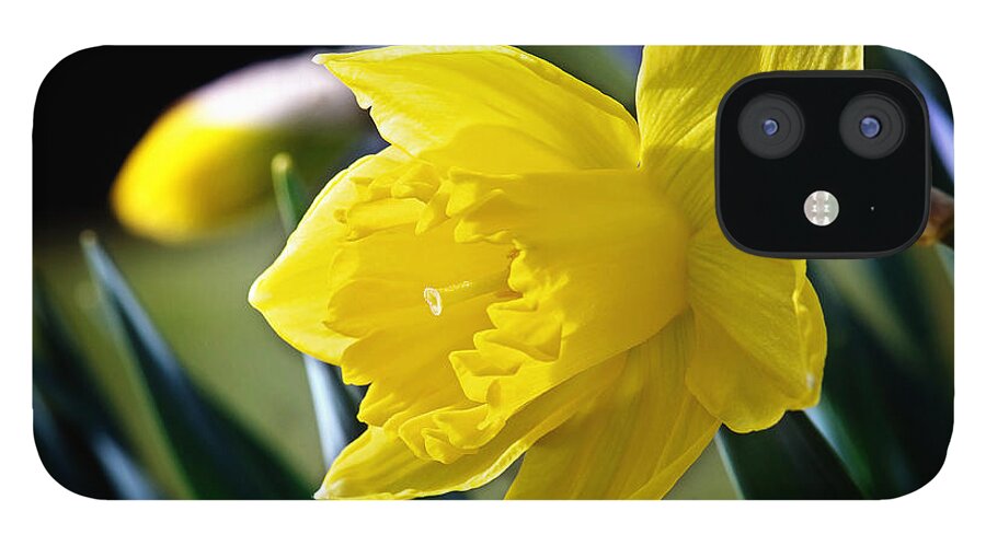 Daffodil Flower iPhone 12 Case featuring the photograph Daffodil Flower Photo by Gwen Gibson