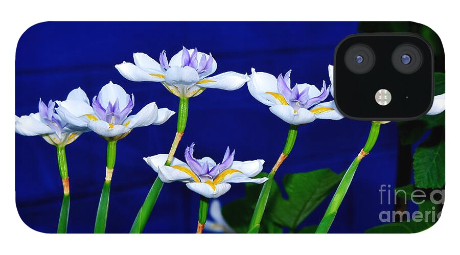 Photography iPhone 12 Case featuring the photograph Dainty White Irises all in a Row by Kaye Menner