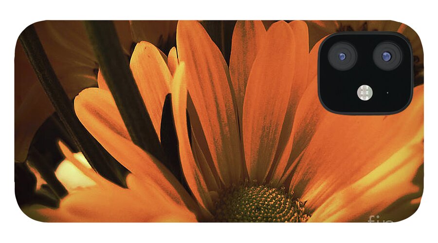 Wall Art iPhone 12 Case featuring the photograph Daisies All Around by Kelly Holm